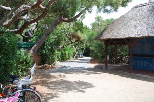 Campingplatz im Pinienwald Toskana