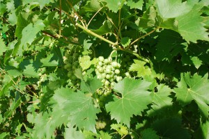 Wein ernten & selber machen in der Toskana