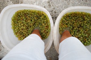 Weintrauben stampfen Toscana