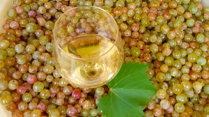 Weinernte Toskana 2015-09-15 20.38.24