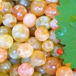 Weinernte in der Toskana