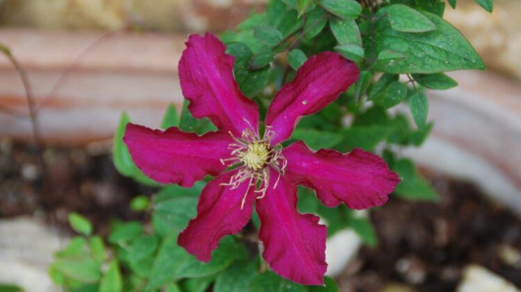 Frühling in der Toscana