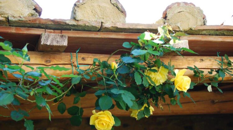 Frühling in der Toskana