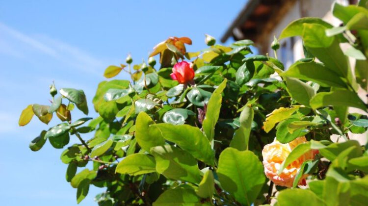 Frühlingserwachen Toskana