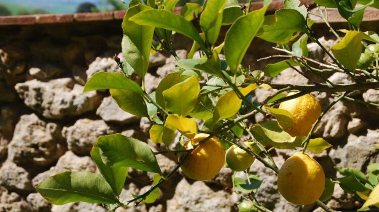 Zitronen Toskana