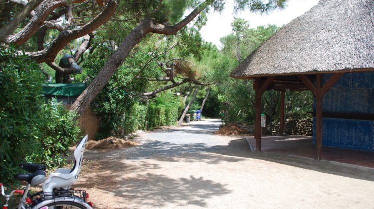 Windflüchter am Meer Toskana Campingplatz im Pinienwald Toskana