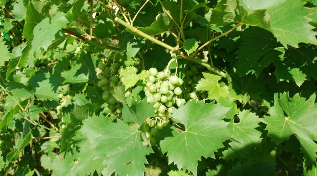 Wein ernten & selber machen in der Toskana