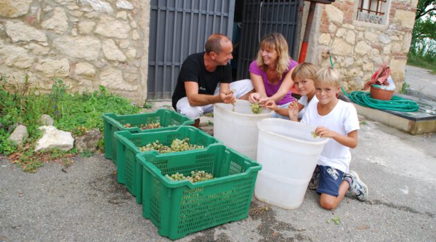 Weinernte und das Verlesen der Trauben