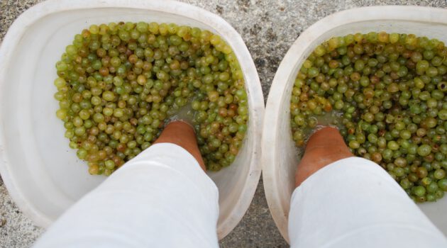 Weintrauben stampfen Toscana