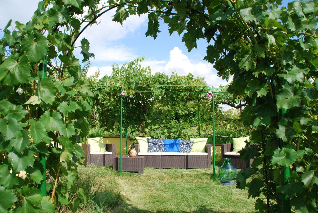 Fewo il NIdino in Lari Toskana mit Weinreben