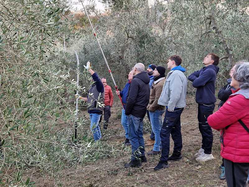 Teilnehmer eines Kurses zum Schneiden von Olivenbäumen