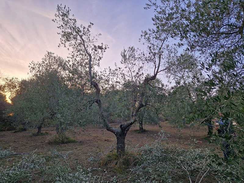 Korrekt geschnittener Olivenbaum im zeitigen Frühjahr