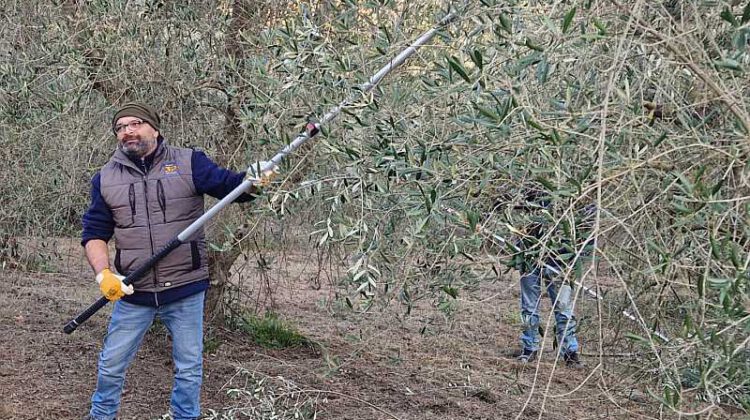 Instruktionen zum schneiden eines Olivenbaums